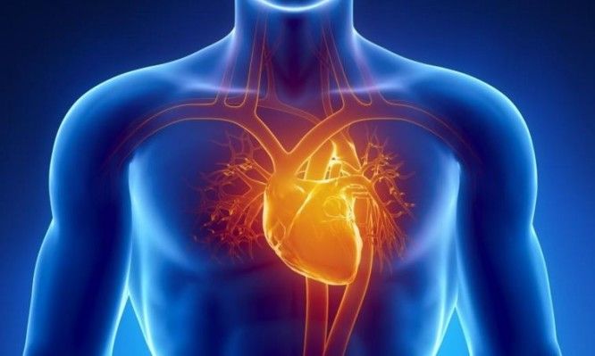 Bloquear migración de células inmunes hacia el corazón mejora síntomas de enfermedad cardíaca