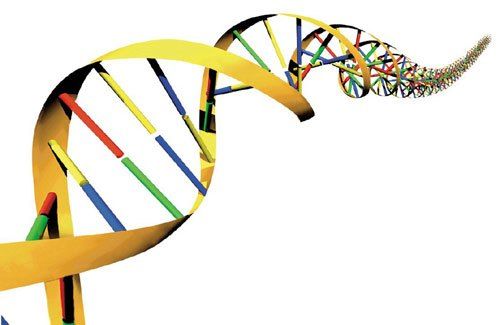 Mutaciones espontáneas pueden revertir defectos genéticos