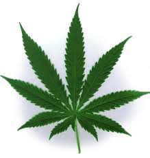 Demuestran el potencial antipsicótico de un compuesto del cannabis