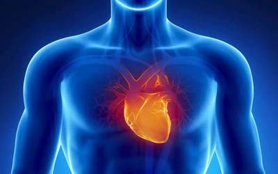 Mecanismos extrapancreáticos en humanos: Sistema Cardiovascular