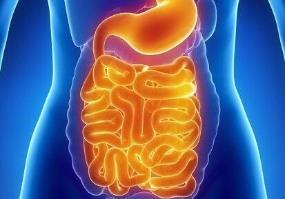 Un estudio de la Universidad de Zaragoza descubre un tipo de enzimas de la microbiota que mantienen el equilibrio de la mucosa intestinal
