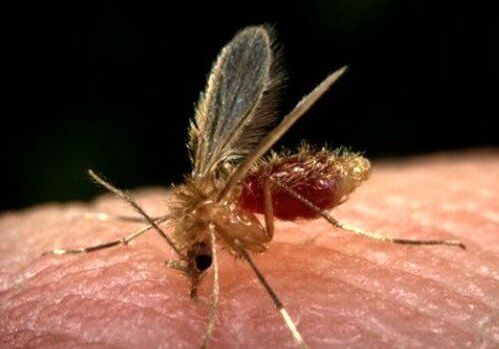 Científicos del IBEC e ISGlobal desarrollan un compuesto innovador eficaz contra malaria y leishmaniosis