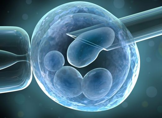 Exploran una nueva fuente de células madre para tratar la infertilidad