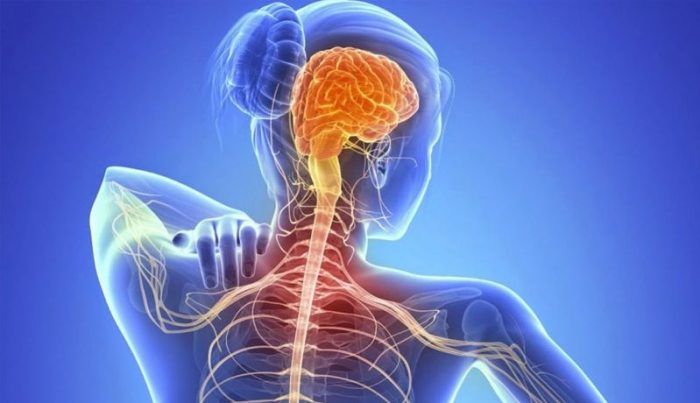Nueva estrategia terapéutica para reducir la muerte neuronal en la esclerosis lateral amiotrófica