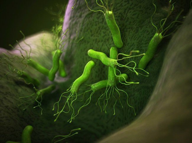 Manifestaciones extraintestinales de la infección por Helicobacter Pylori: un enfoque en las patologías cardiovasculares