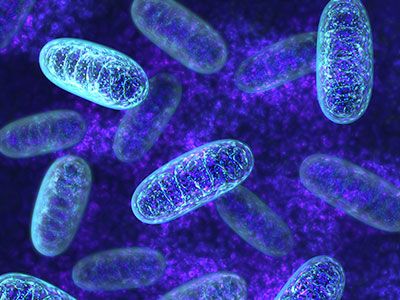 ¿Sabes por qué la mitocondria está relacionada con el envejecimiento?