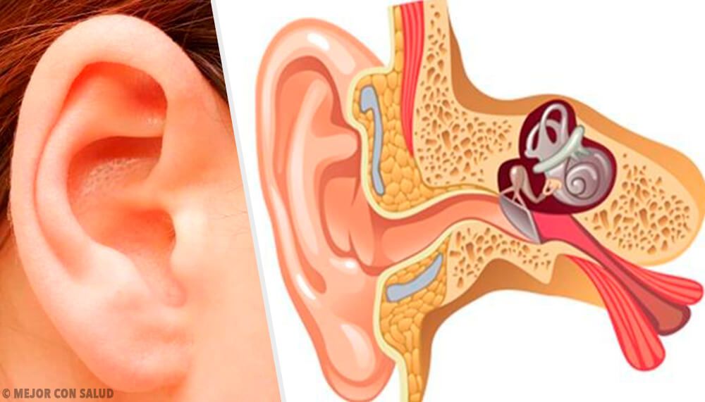 Descubren una ruta clínica segura hacia el oído interno para la intervención terapéutica
